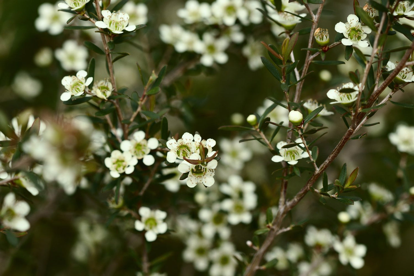 Leptospermum (Leptospermum polygalifolium)