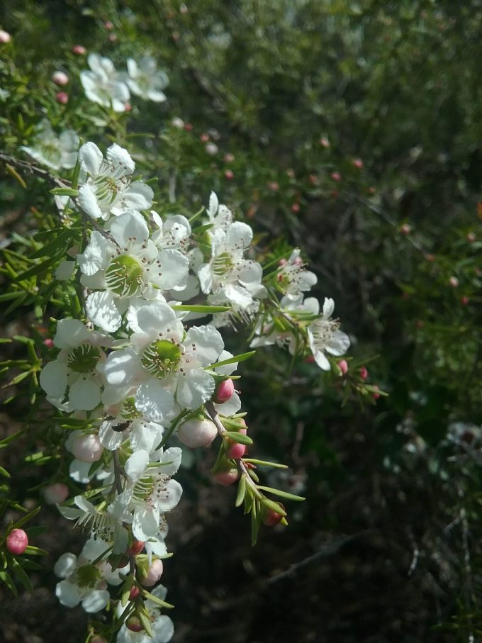 Leptospermum (Leptospermum polygalifolium)