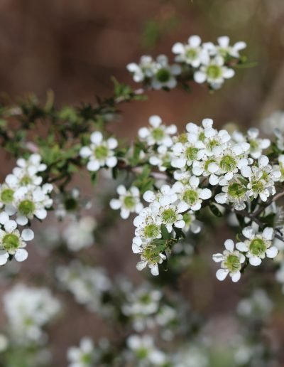 Leptospermum (Leptospermum polygalifolium) - Ladybird Nursery
