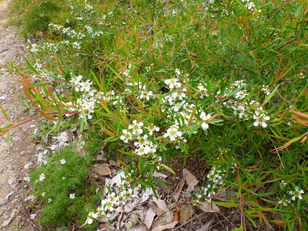 Leptospermum LittleLemon Scents - Ladybird Nursery