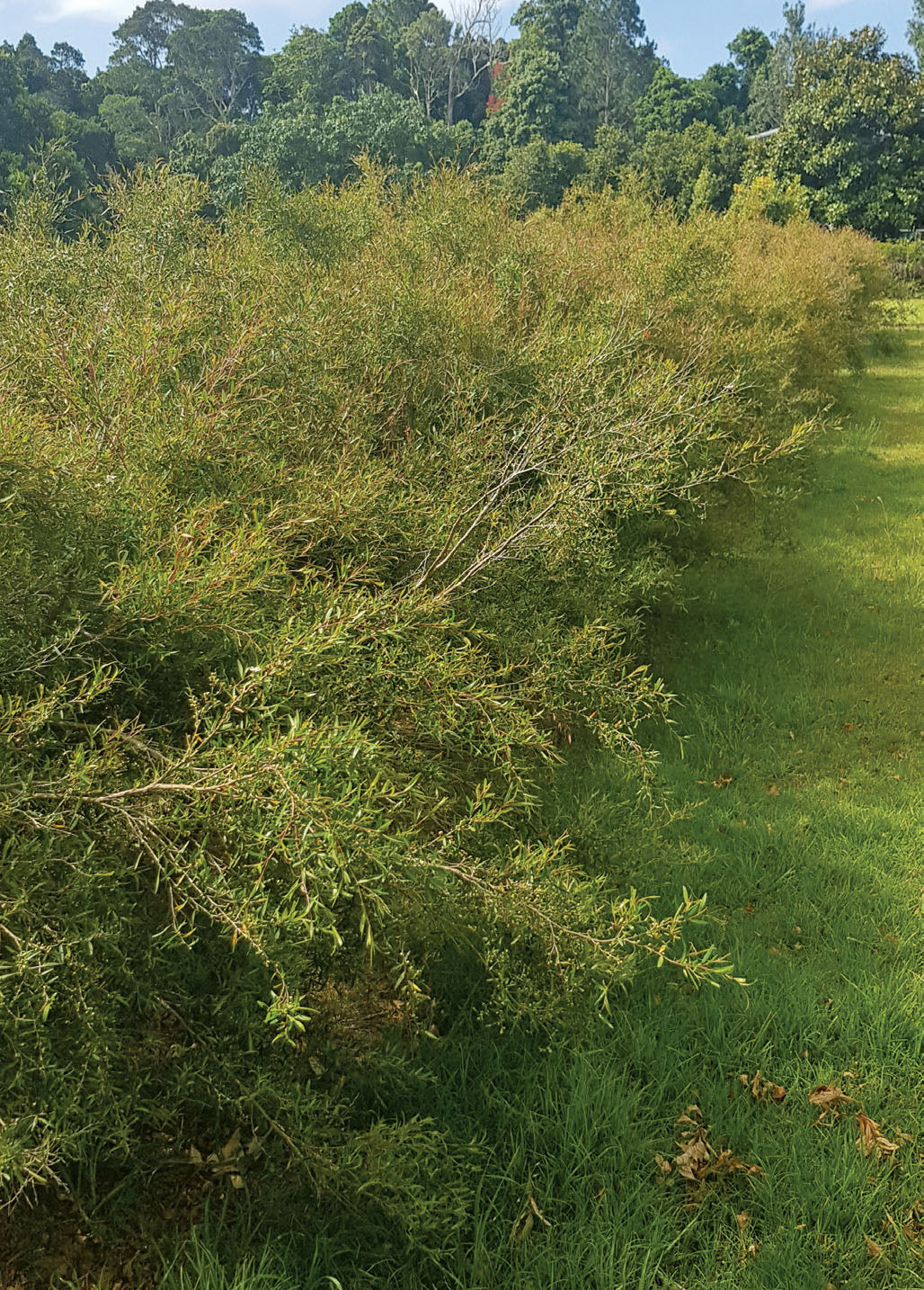 Leptospermum LittleLemon Scents
