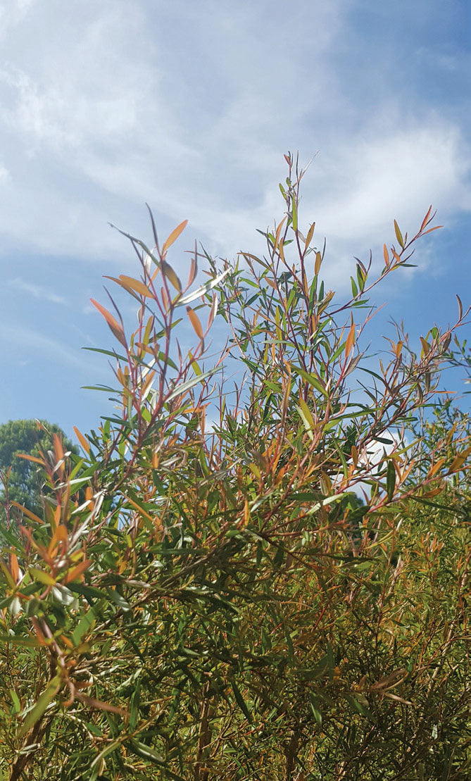 Leptospermum LittleLemon Scents