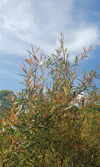Leptospermum LittleLemon Scents