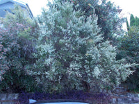 Leptospermum LittleLemon Scents