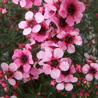 Leptospermum Martin