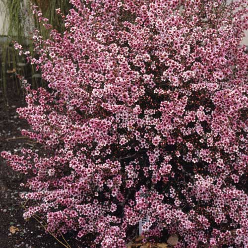 Leptospermum Martin