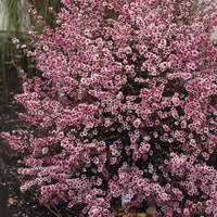 Leptospermum Martin - Ladybird Nursery