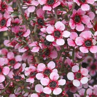 Leptospermum Martin - Ladybird Nursery