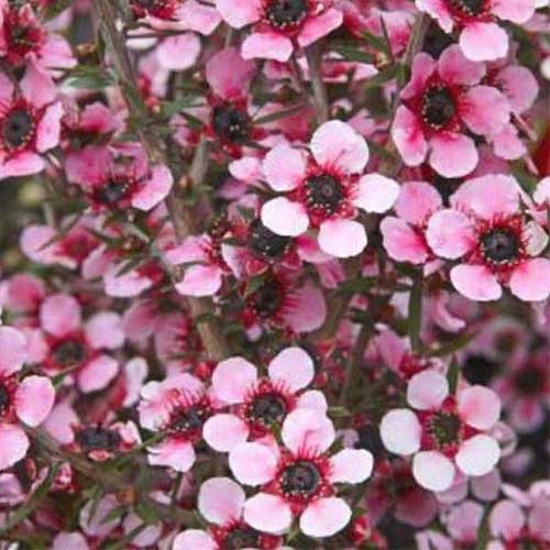 Leptospermum Martin - Ladybird Nursery