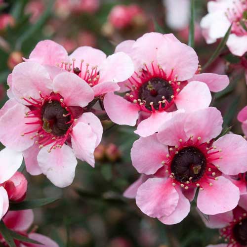 Leptospermum Martin - Ladybird Nursery