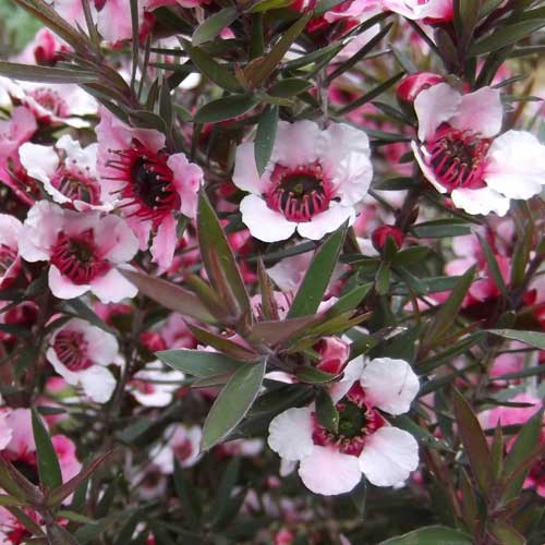 Leptospermum Martin - Ladybird Nursery