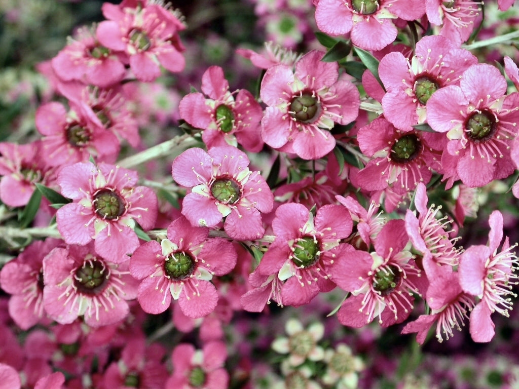 Leptospermum Merinda