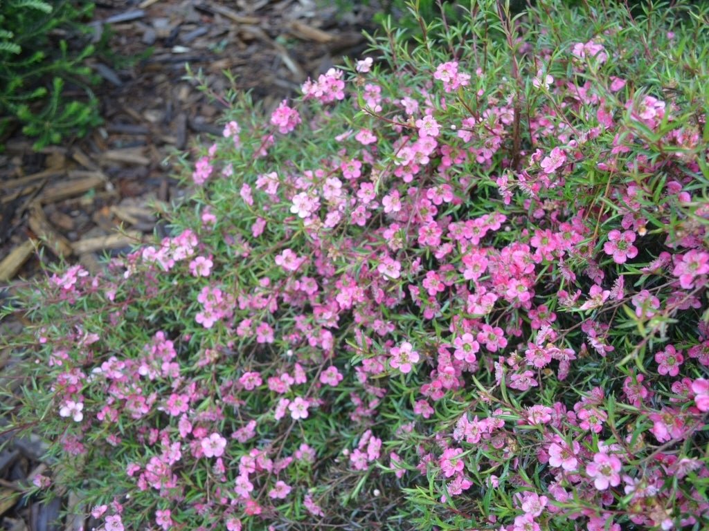 Leptospermum Merinda - Ladybird Nursery