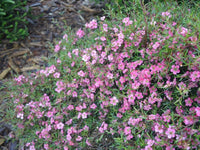Leptospermum Merinda - Ladybird Nursery