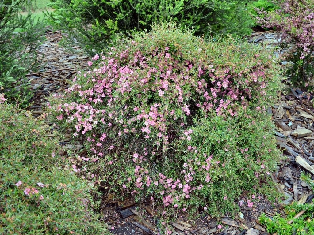 Leptospermum Merinda - Ladybird Nursery