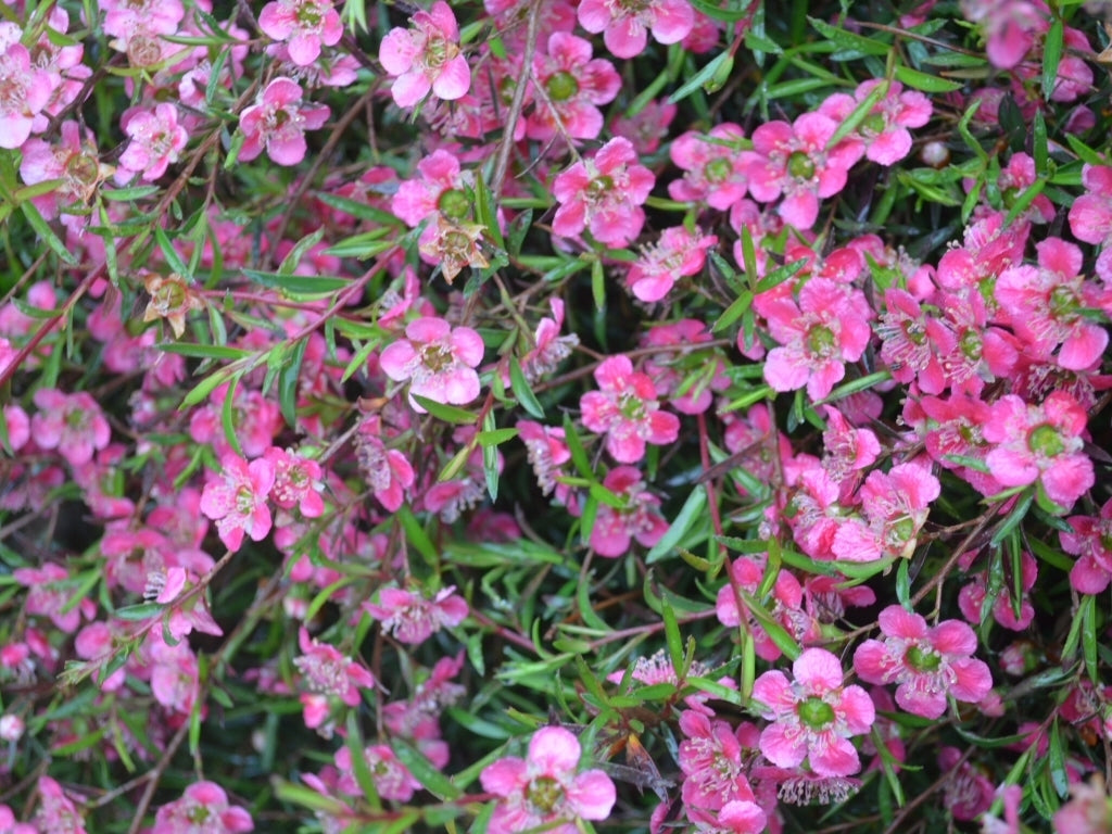 Leptospermum Merinda