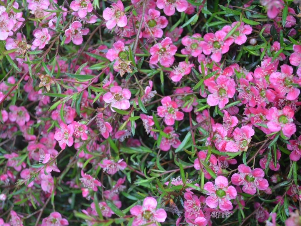 Leptospermum Merinda - Ladybird Nursery