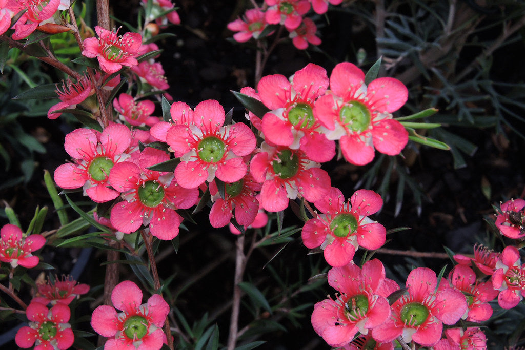 Leptospermum Merinda