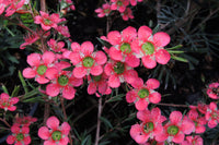 Leptospermum Merinda