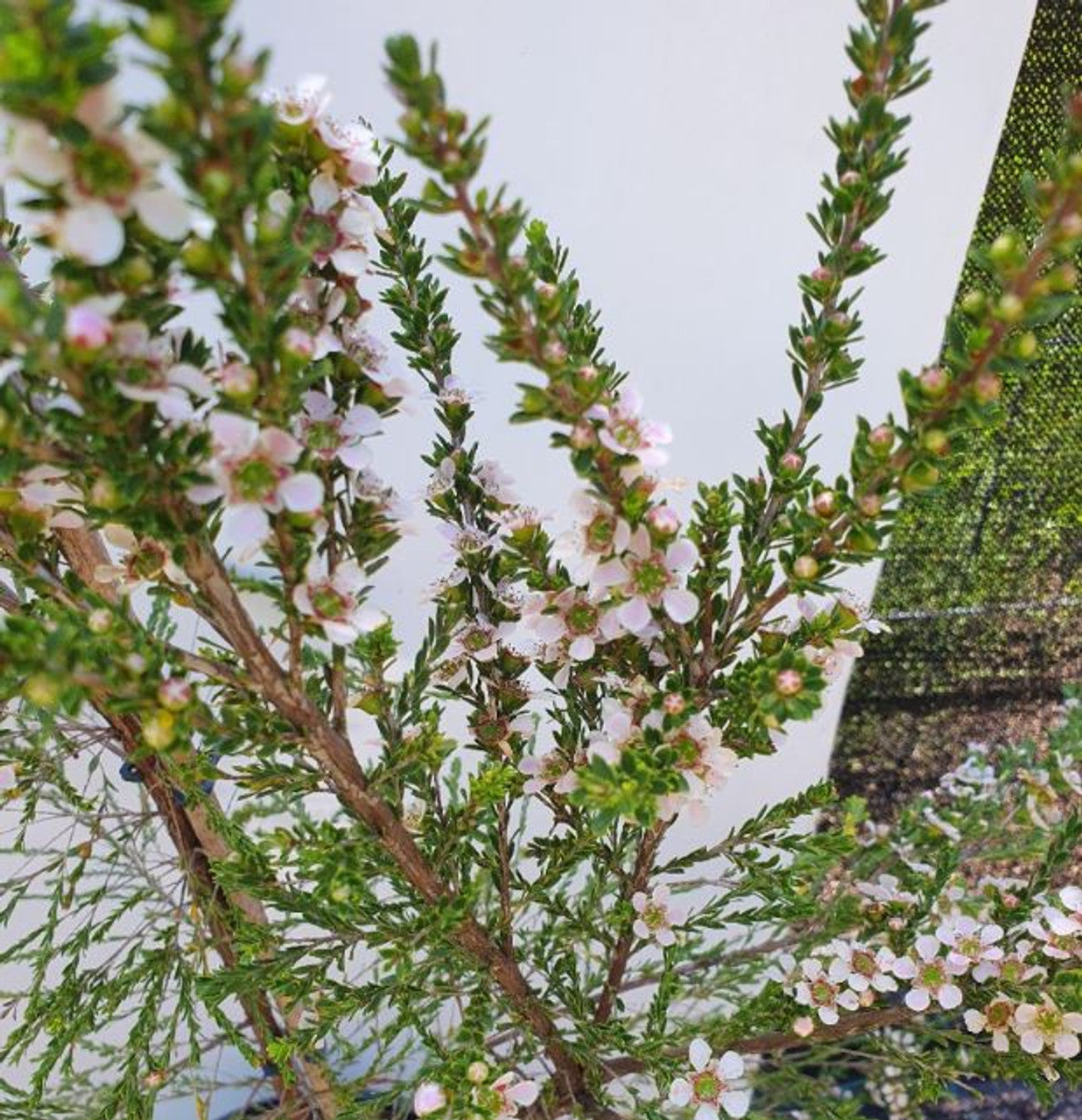 Leptospermum Mozzie Blocker (Leptospermum liversidgei)