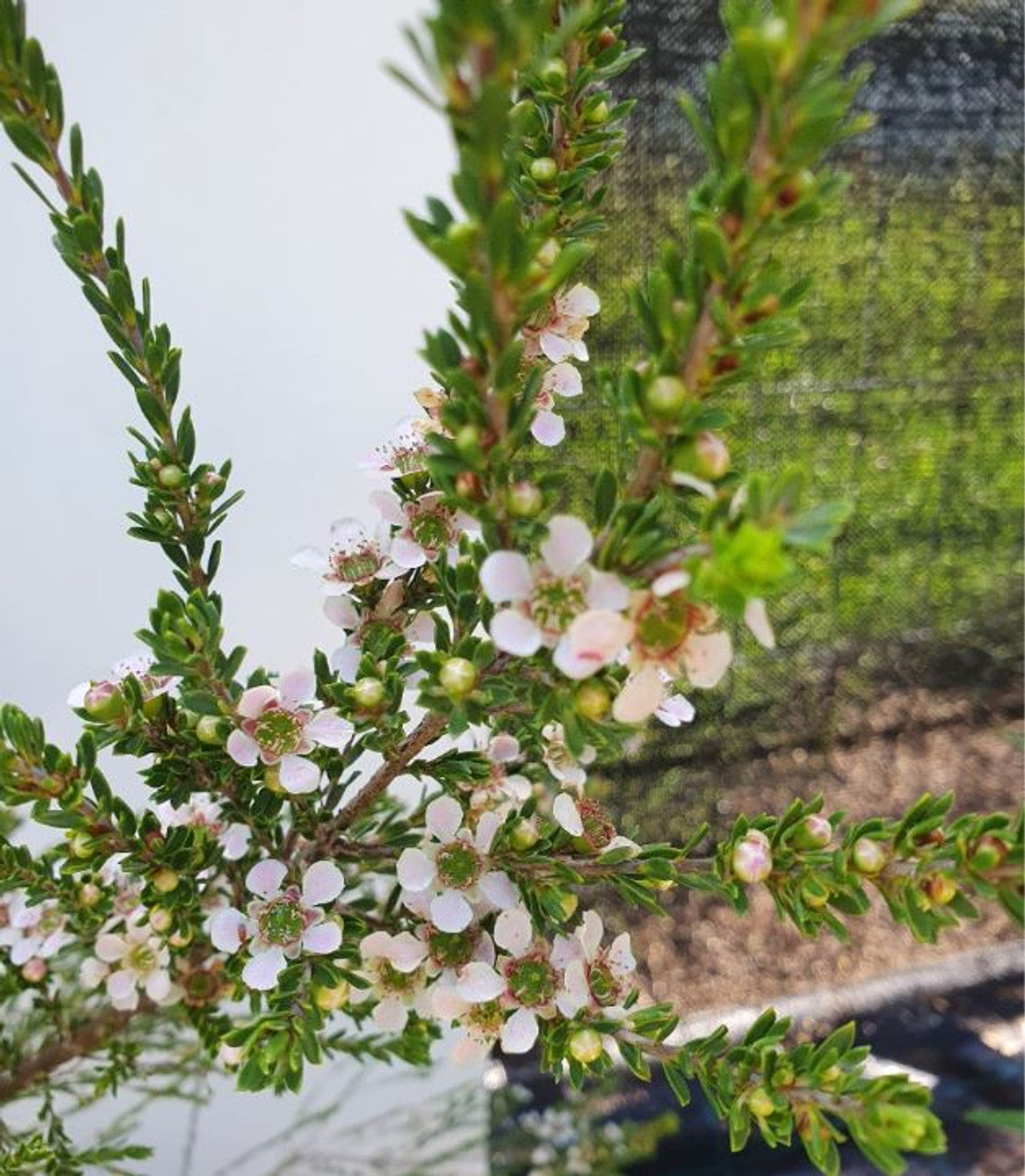 Leptospermum Mozzie Blocker (Leptospermum liversidgei)