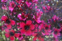 Leptospermum Nanum Rubrum (Leptospermum scoparium)
