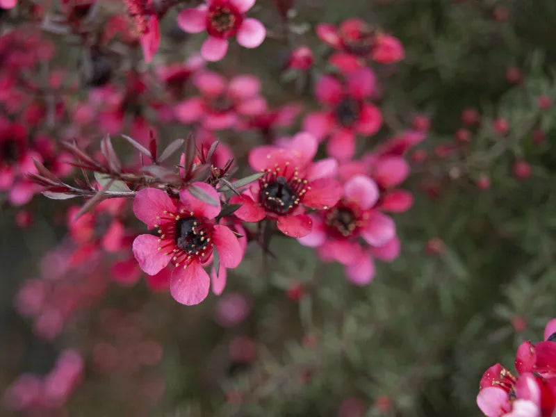 Leptospermum Nanum Rubrum (Leptospermum scoparium)
