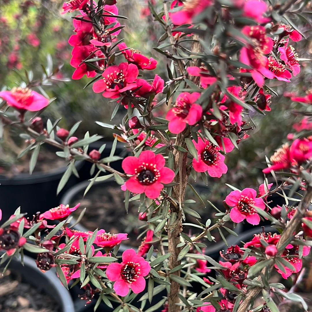 Leptospermum Nanum Rubrum (Leptospermum scoparium)