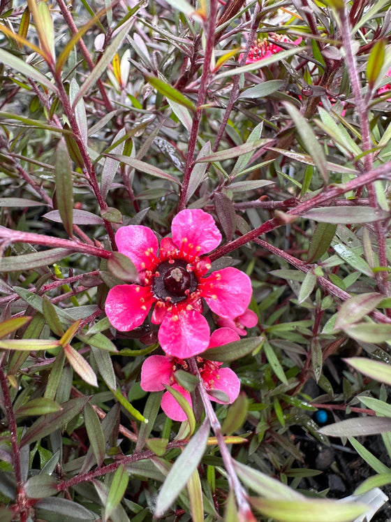 Leptospermum Nanum Rubrum (Leptospermum scoparium)