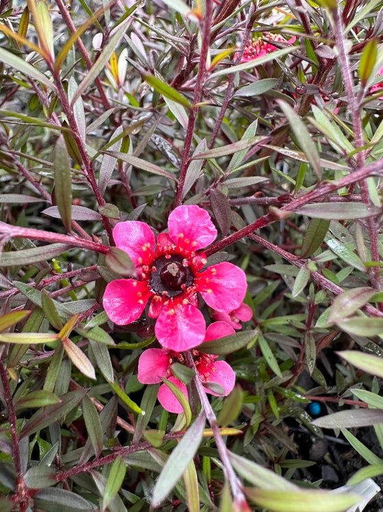 Leptospermum Nanum Rubrum (Leptospermum scoparium) - Ladybird Nursery