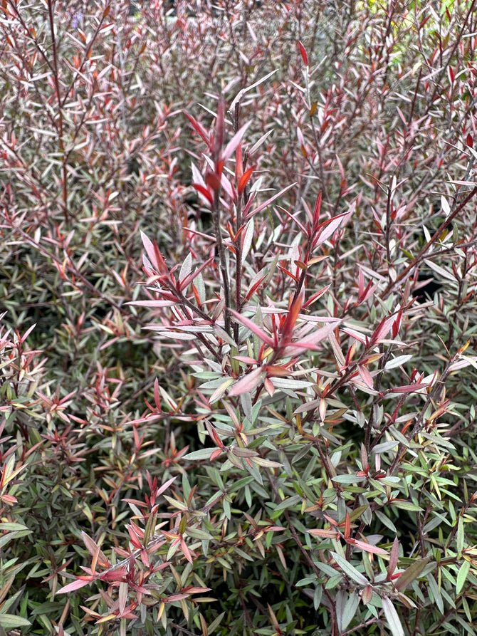 Leptospermum Nanum Rubrum (Leptospermum scoparium) - Ladybird Nursery