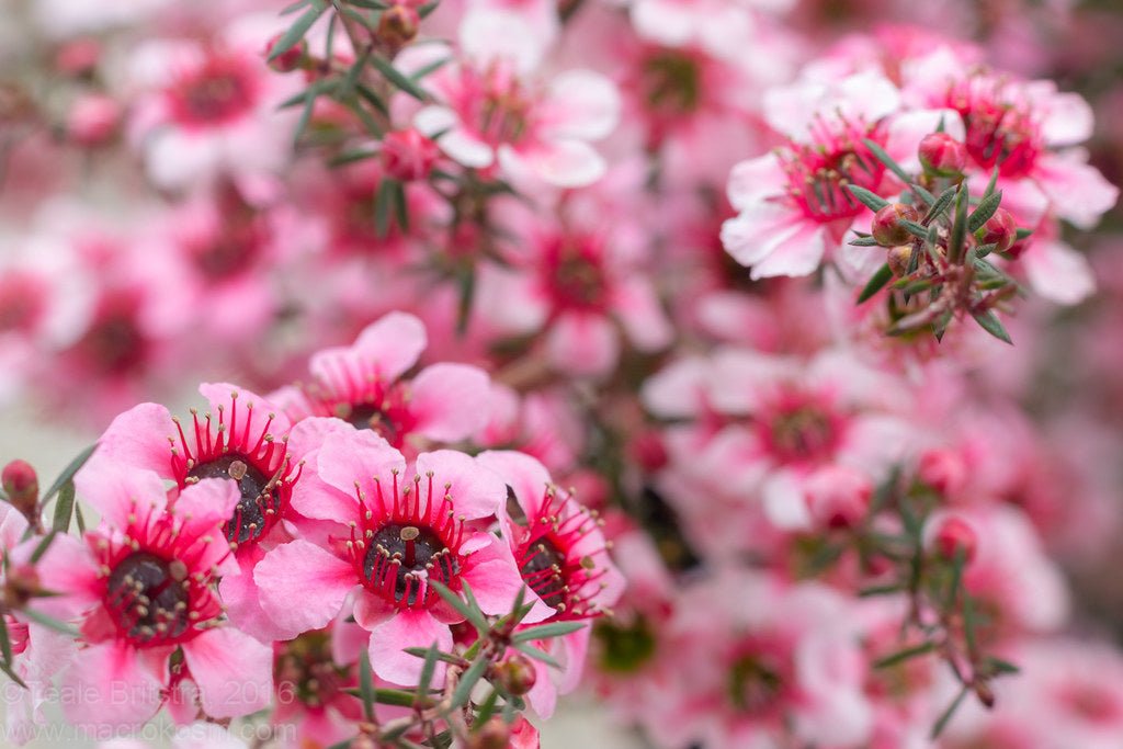 Leptospermum Naoko - Ladybird Nursery