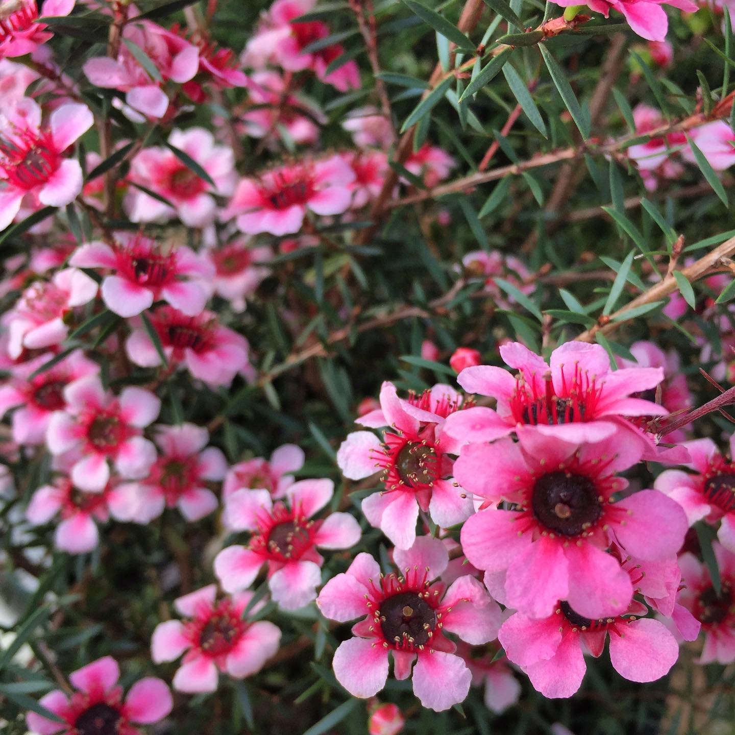 Leptospermum Naoko
