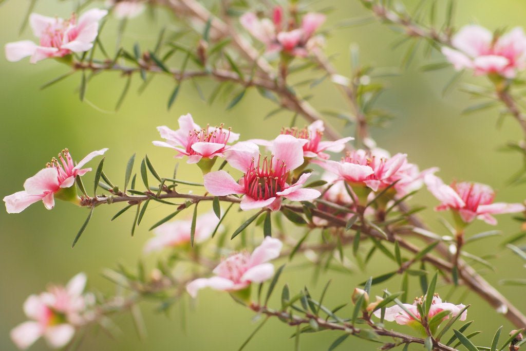 Leptospermum Naoko - Ladybird Nursery