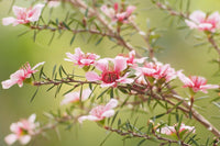 Leptospermum Naoko - Ladybird Nursery