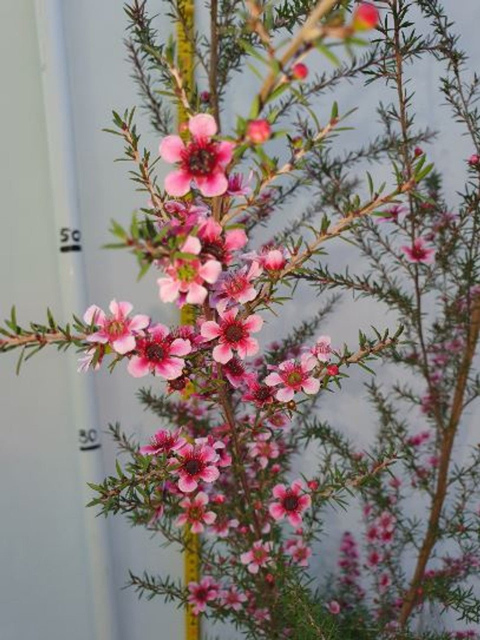 Leptospermum Naoko - Ladybird Nursery