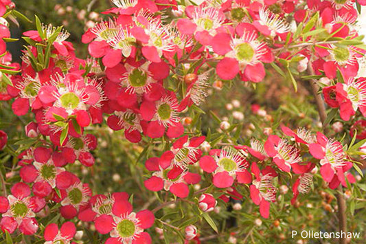 Leptospermum Outrageous