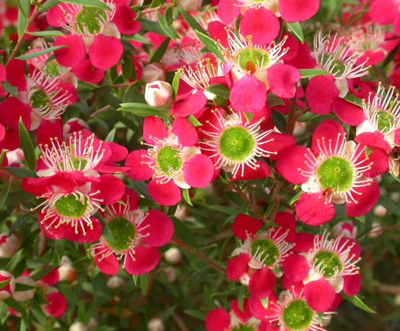Leptospermum Outrageous