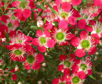 Leptospermum Outrageous - Ladybird Nursery