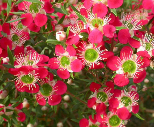 Leptospermum Outrageous - Ladybird Nursery