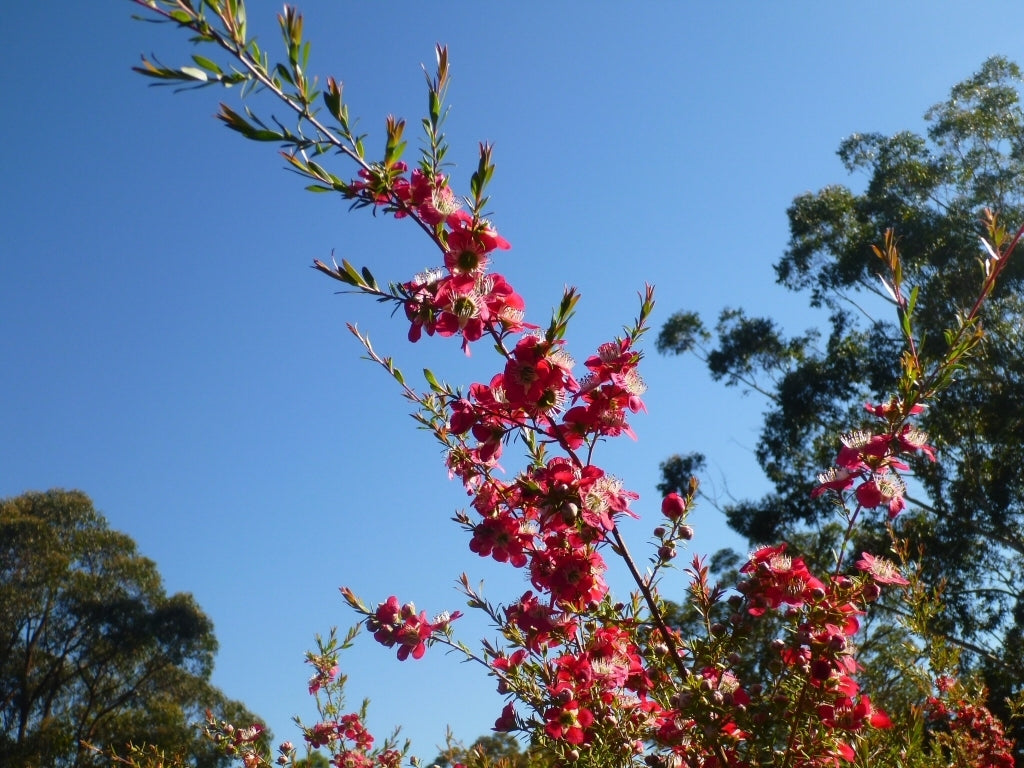 Leptospermum Outrageous
