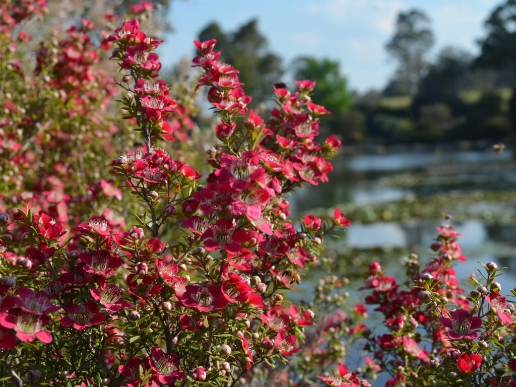Leptospermum Outrageous - Ladybird Nursery