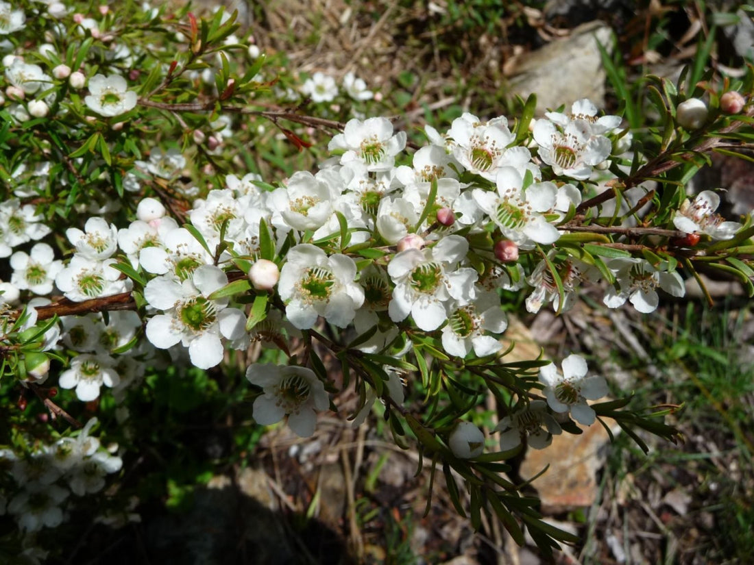 Leptospermum Pacific Beauty (Leptospermum polygalifolium) - Ladybird Nursery