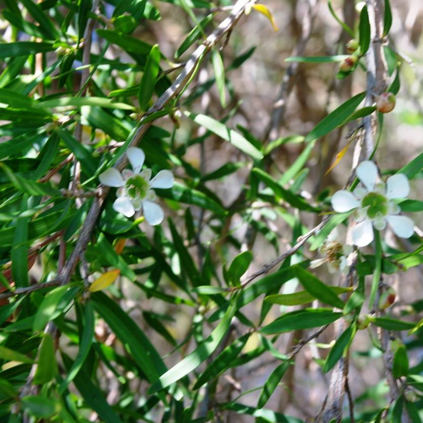 Leptospermum Pacific Beauty (Leptospermum polygalifolium) - Ladybird Nursery