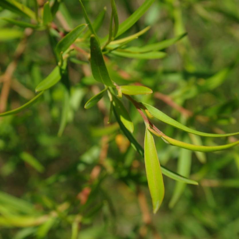 Leptospermum Pacific Beauty (Leptospermum polygalifolium) - Ladybird Nursery