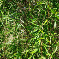 Leptospermum Pacific Beauty (Leptospermum polygalifolium)