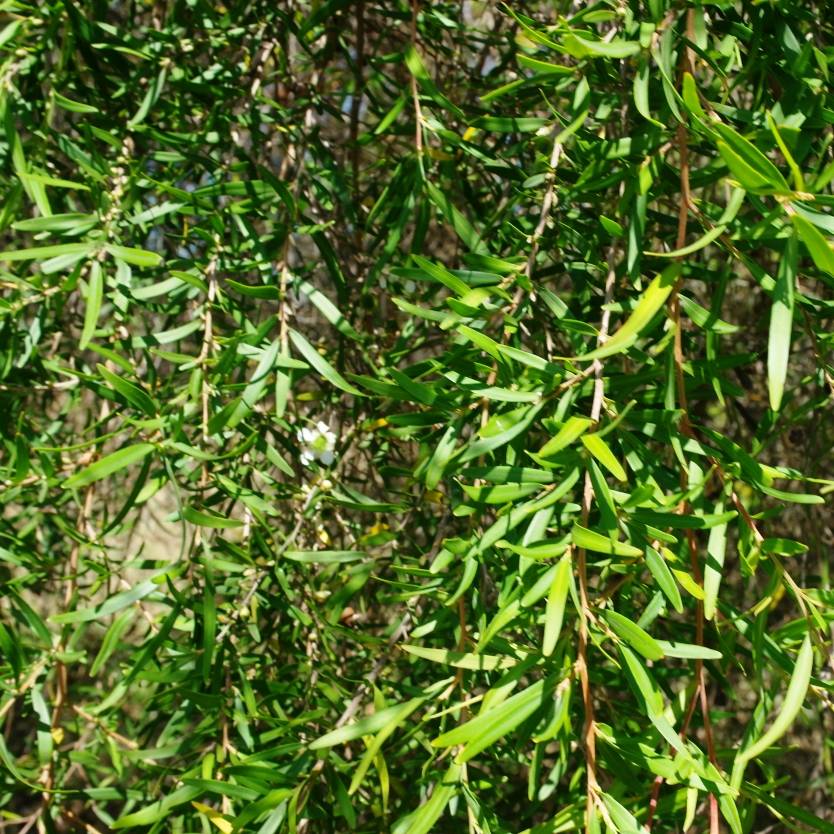 Leptospermum Pacific Beauty (Leptospermum polygalifolium) - Ladybird Nursery