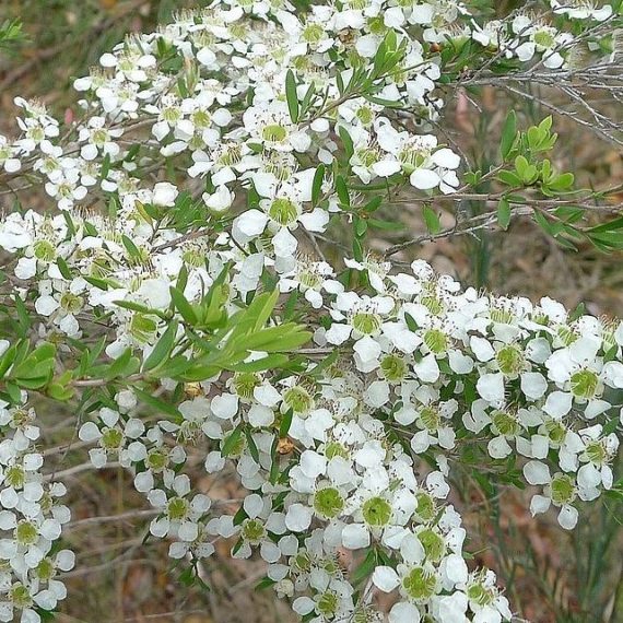Leptospermum Pacific Beauty (Leptospermum polygalifolium) - Ladybird Nursery