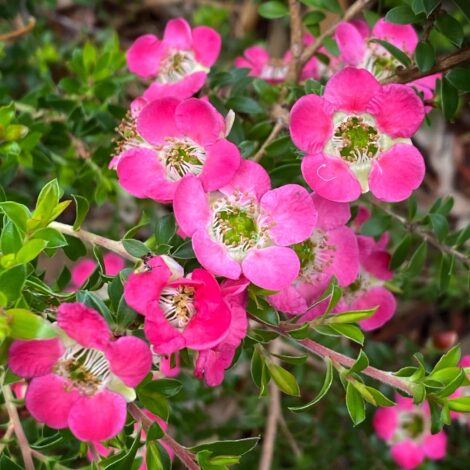 Leptospermum Piccolo - Ladybird Nursery