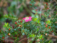 Leptospermum Piccolo - Ladybird Nursery